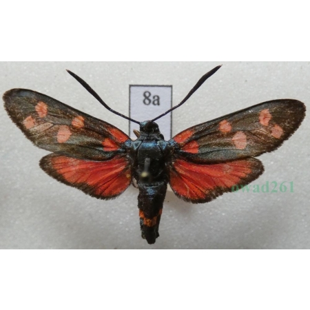 Zygaena ephialtes (Linnaeus, 1767) Kraśnik goryszowiec Deutschland8a